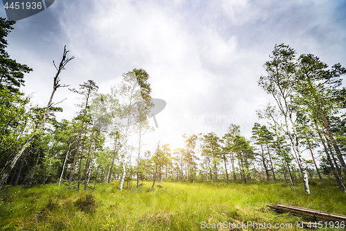 Image of Sun shining through the trees in a clearing