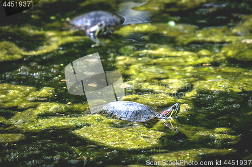 Image of Turtle in a swamp with green algae