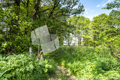 Image of Green nature in the spring with colorful trees