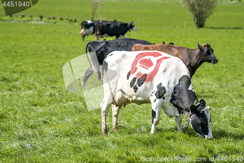 Image of Holstein Frieser cow with the danish ecology stamp