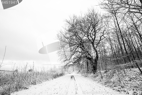 Image of Winter landscape in black and white with trees