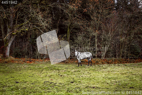 Image of White horse on a field with a fence