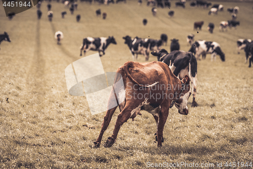 Image of Hereford calf running and jumping