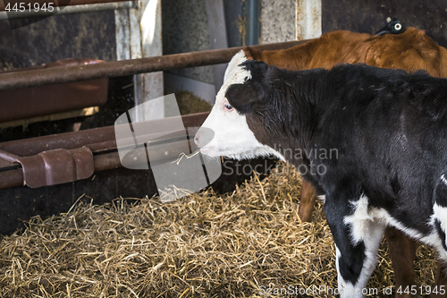 Image of Calf chewing on a straw in a stable