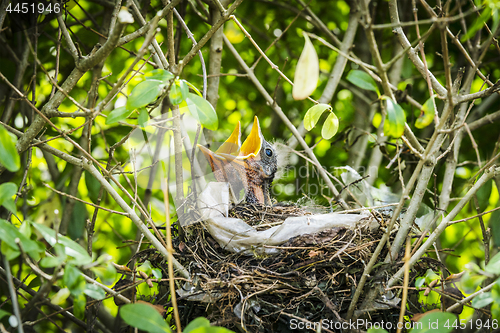 Image of Newborn blackbirds in a birdnest