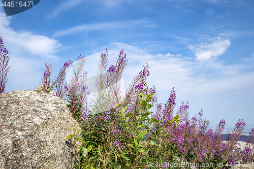 Image of Purple wildflowers in the mountains