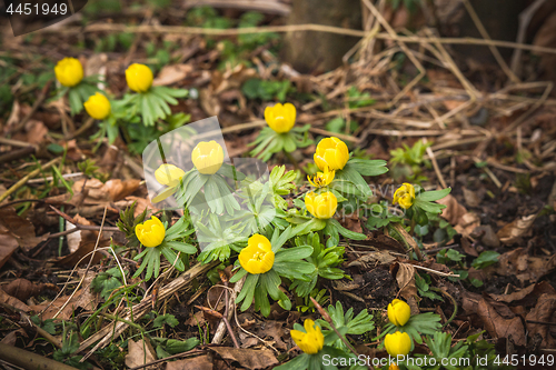 Image of Eranthis flowers in yellow color blooming