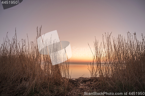 Image of Rushes by a lake in the sunrise