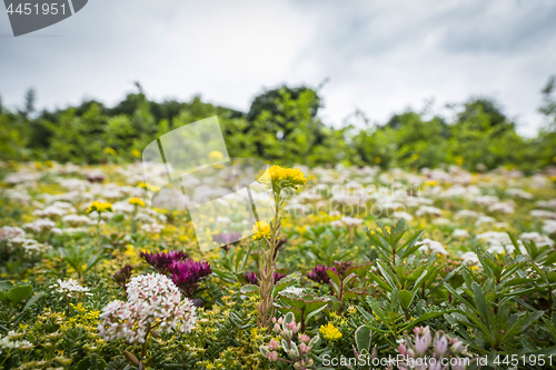 Image of Meadow with a variety of colorful flowers