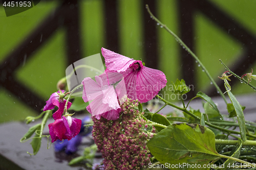 Image of Pink flowers in a garden on a rainy day