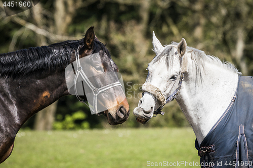 Image of Brown and white horses standing close