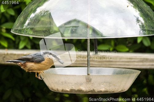 Image of Nuthatch bird (Sitta Europaea) on a feeding board