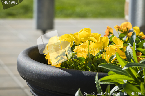 Image of Viola tricolor flowers in yellow on terrace