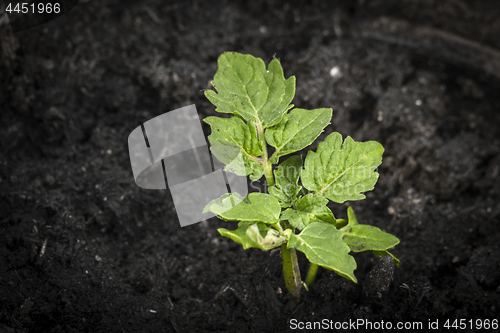 Image of Green plant growing in dark soil
