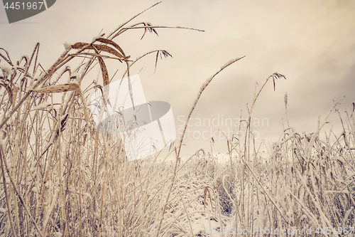 Image of Frozen rushes covered with frost and snow