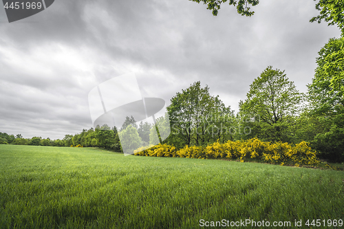 Image of Landscape with green fields and yellow broom bushes