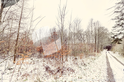 Image of Beech trees in the winter with colorful orange leaves