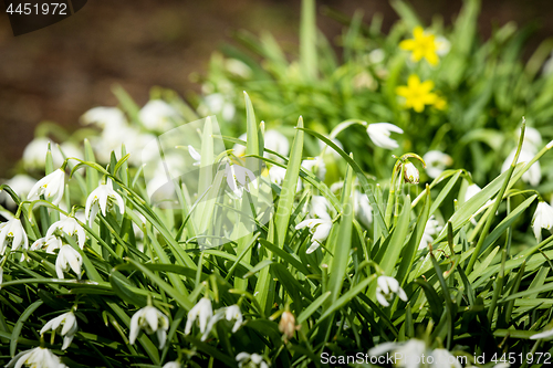 Image of Many snowdrop flowers in a garden in April