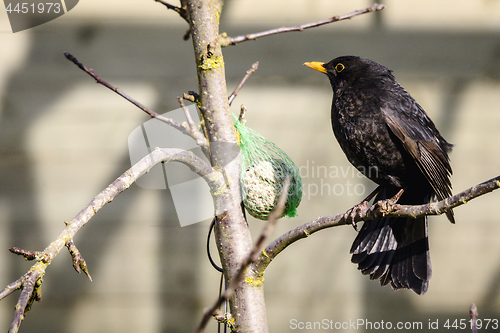 Image of Blackbird sitting on a branch next to a birdfeeder