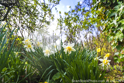 Image of Daffodil flowers in white colors