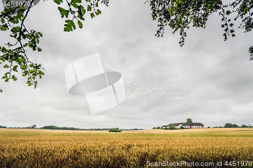 Image of Golden grain on a rural field in cloudy weather