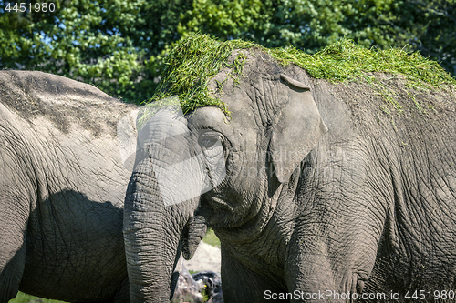 Image of Elephant eating with green grass on the head