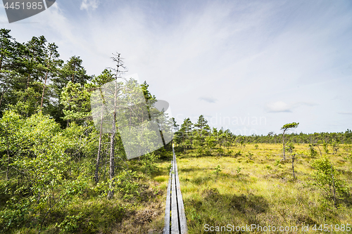 Image of Wooden nature trail going through the wilderness