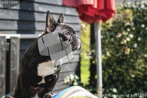 Image of French bulldog puppy sitting in a garden
