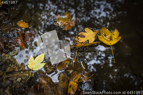 Image of Autumn leaves in warm colors