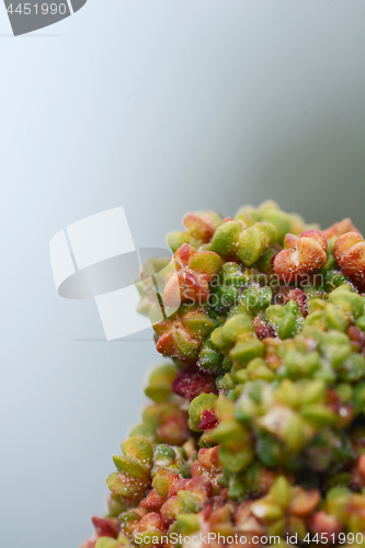 Image of Macro of red star-shaped quinoa flower