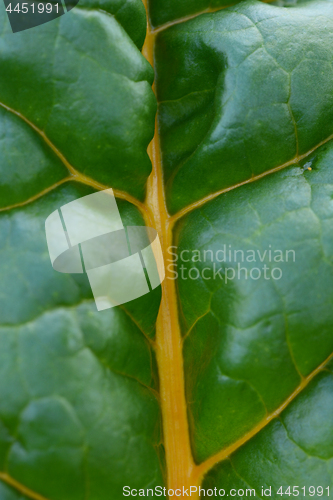 Image of Rainbow chard leaf with bright yellow stalk