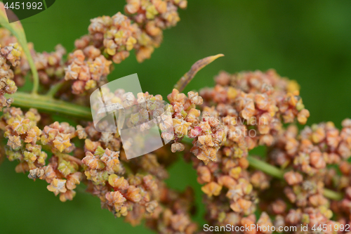 Image of Yellow and orange flowers on a mature quinoa plant