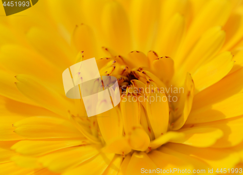 Image of Yellow calendula petals with red tips 