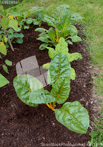 Image of Row of Swiss chard plants with yellow stalks