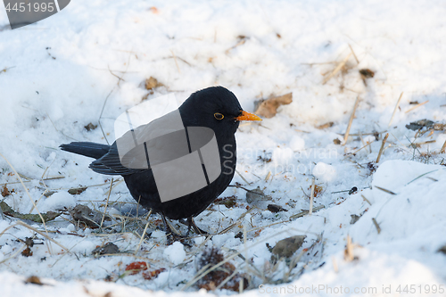 Image of male of Common blackbird bird on snowy ground