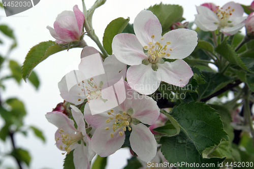 Image of Close up of fruit flowers in the earliest springtime