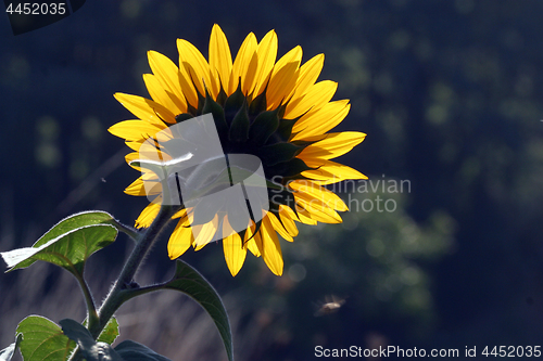 Image of Sun flower