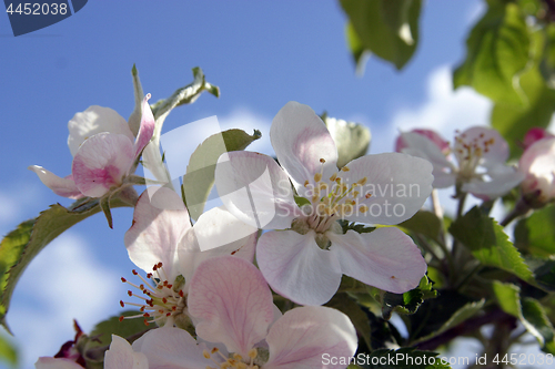 Image of Close up of fruit flowers in the earliest springtime