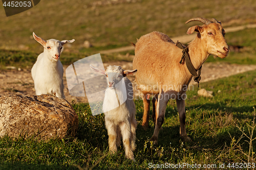 Image of Mother goat and her kid