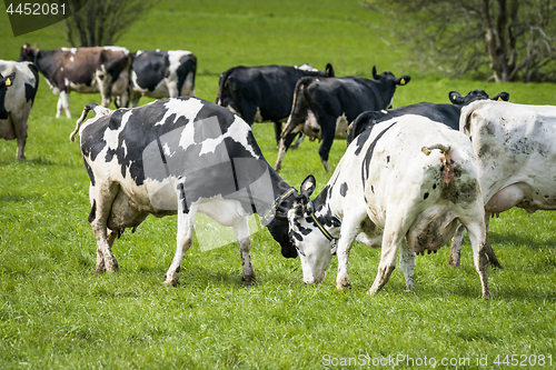 Image of Cattle on grass in the spring playing around