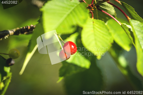 Image of Two red cherry berries on a tree