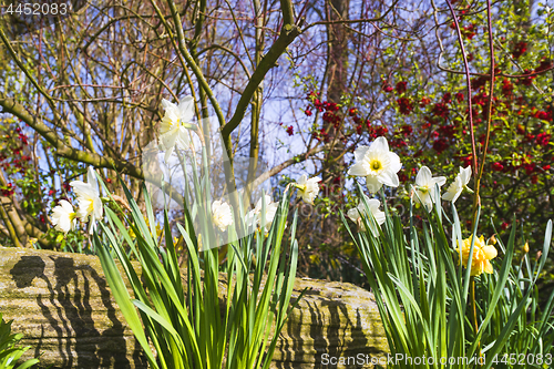 Image of White daffodil flowers in a garden