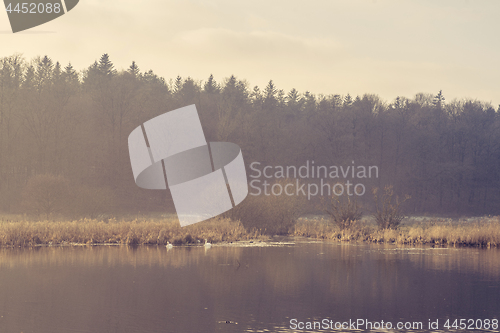 Image of Two swans in an idyllic lake in the morning