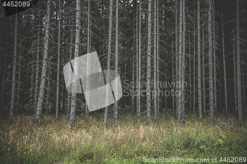Image of Spooky dark forest with tall withered trees
