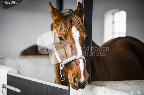 Image of Brown horse with a grime in a white stable