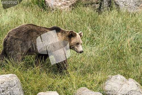 Image of Brown bear on a green meadow in the spring