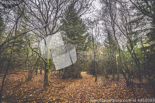 Image of Forest trail covered with golden autumn leaves in the fall