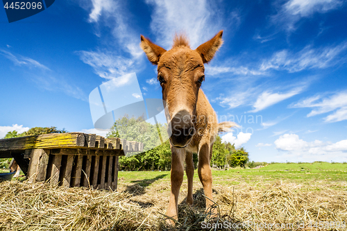 Image of Cute mule standing in a farm yard