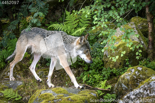 Image of Grey wolf in a nordic forest