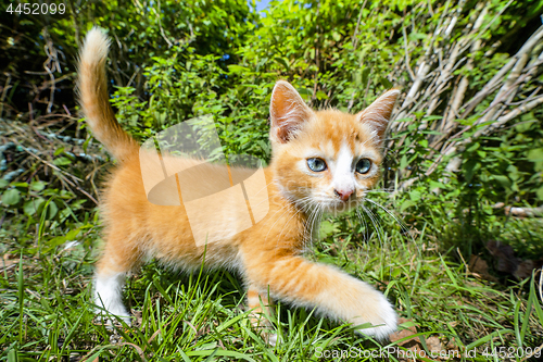 Image of Orange kitten walking in a green garden